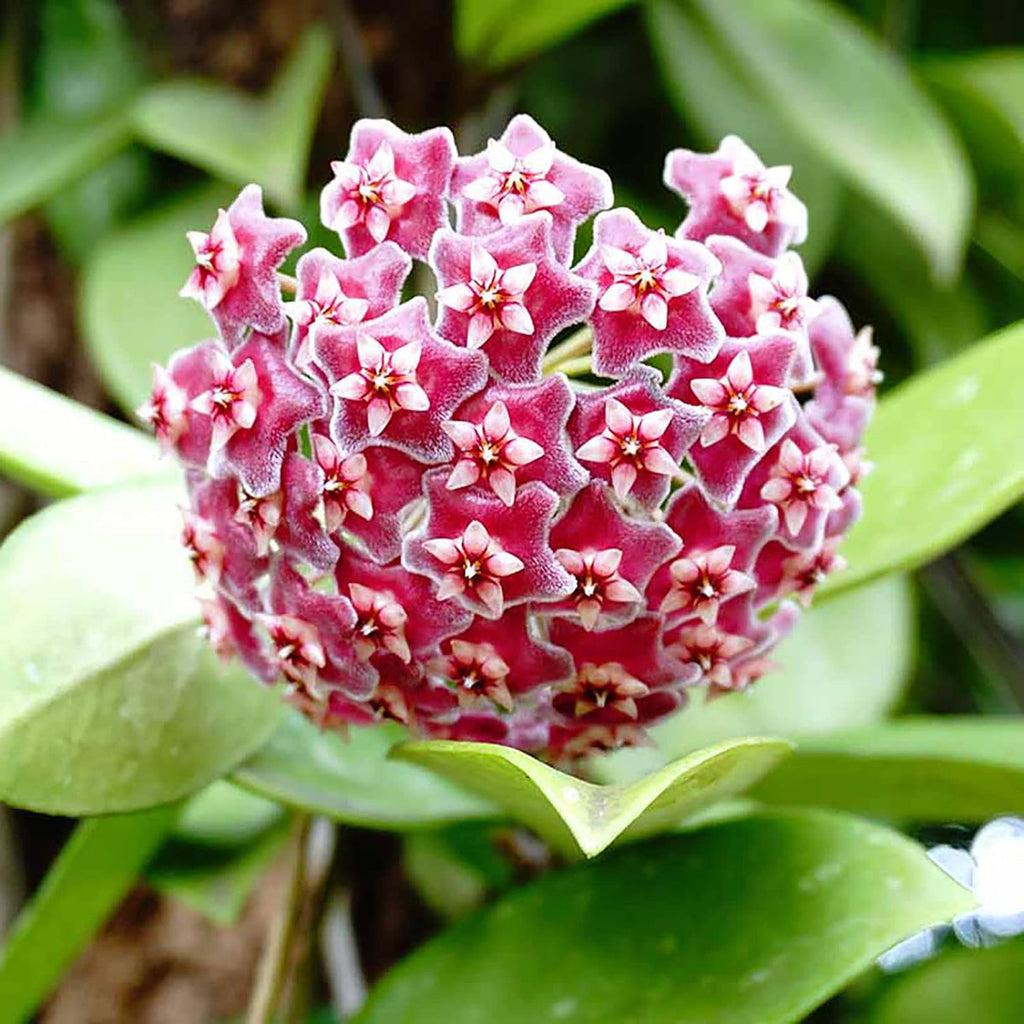 Wax Flower seeds for Planting Cut Flower Favorite, Heirloom & GMO Free Seeds for Home Garden seeds for planting
