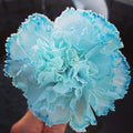Sky Blue Carnation Flower seeds for Planting Compact Growth, Heirloom & GMO Free Seeds for Home Garden seeds for planting