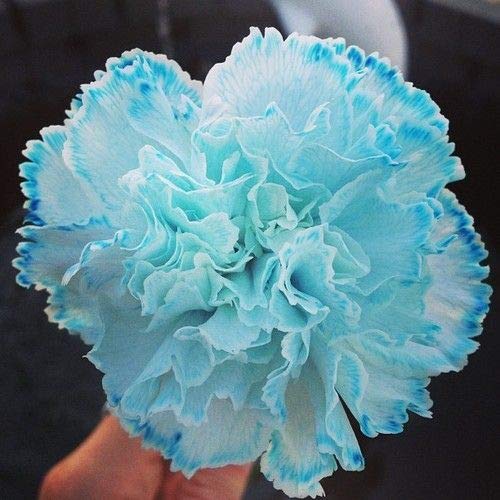 Sky Blue Carnation Flower seeds for Planting Compact Growth, Heirloom & GMO Free Seeds for Home Garden seeds for planting