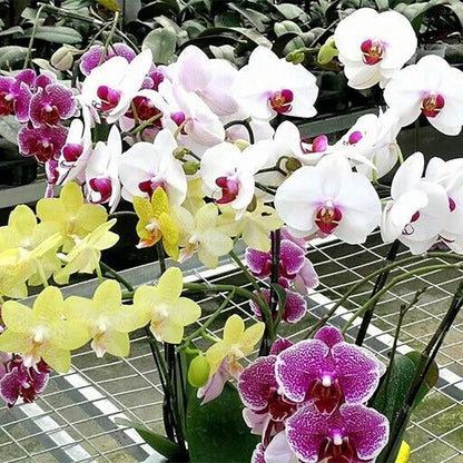 Mixed Phalaenopsis Orchid Flower seeds for Planting Shade Tolerant Heirloom & GMO Free Seeds for Home Garden