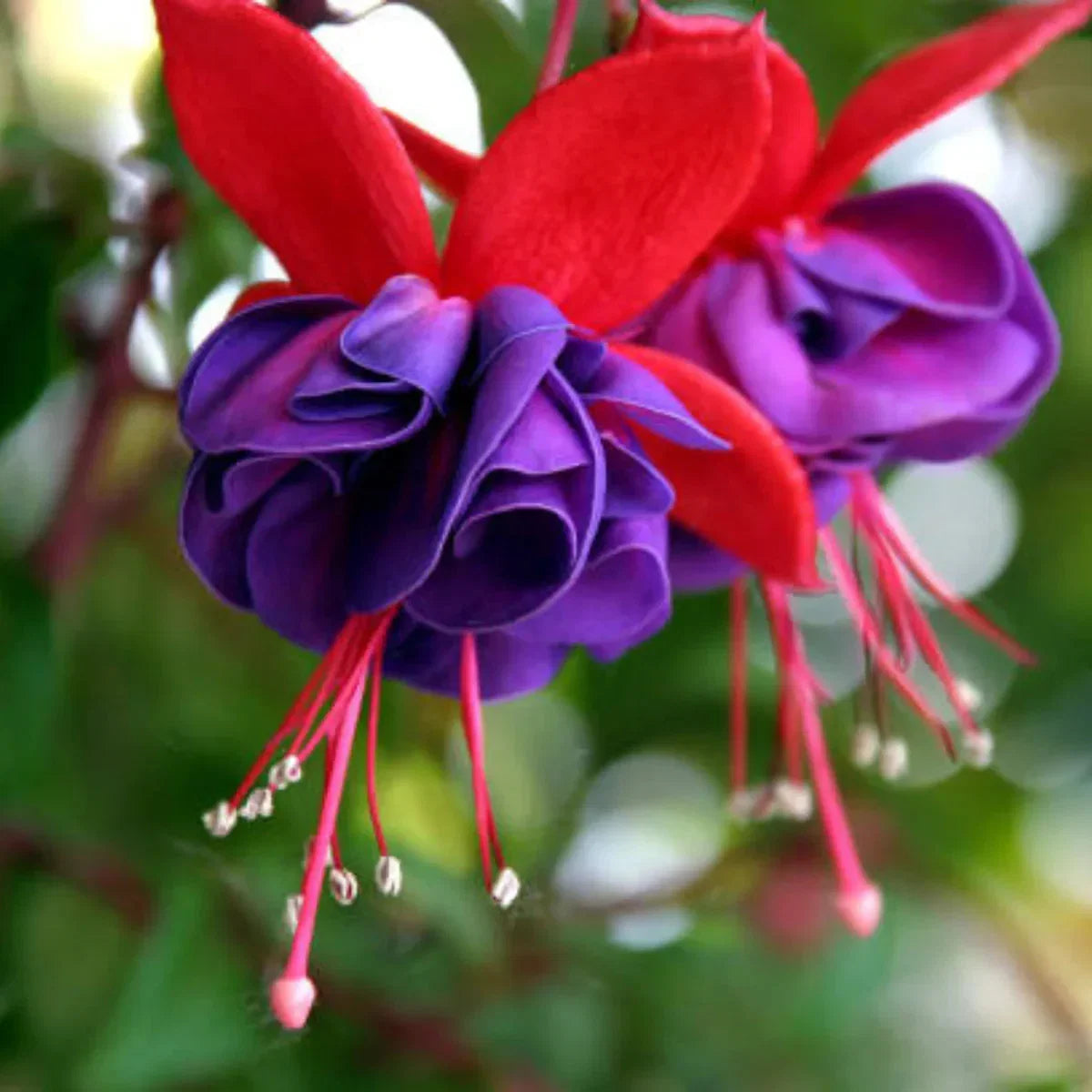 Pink Violet Fuchsia Hybrida Flower seeds for Planting Drought Tolerant Heirloom & GMO Free Seeds for Home Garden