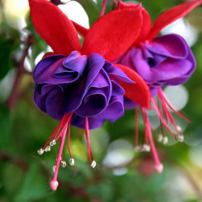 Pink Violet Fuchsia Hybrida Flower seeds for Planting Drought Tolerant Heirloom & GMO Free Seeds for Home Garden