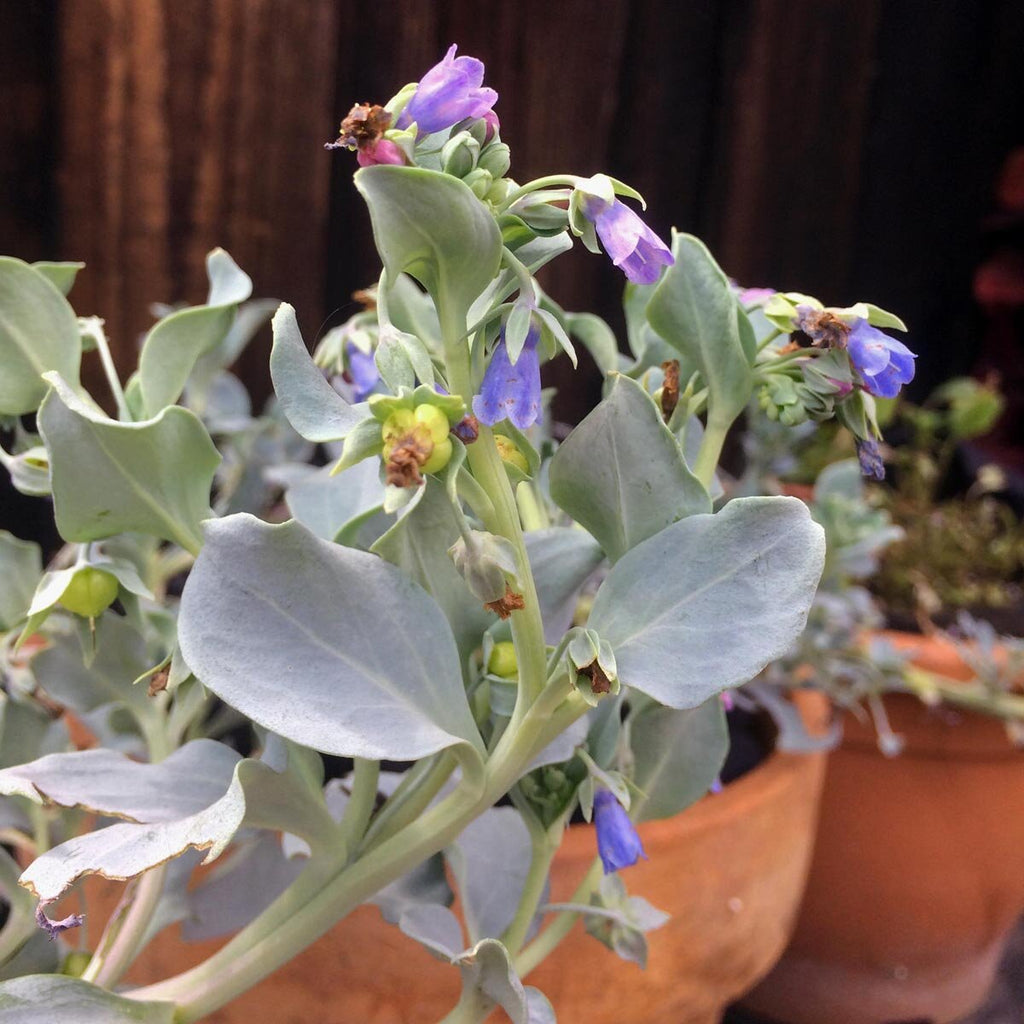 Mertensia Maritima Flower seeds for Planting Perfect for Borders, Heirloom & GMO Free Seeds for Home Garden seeds for planting