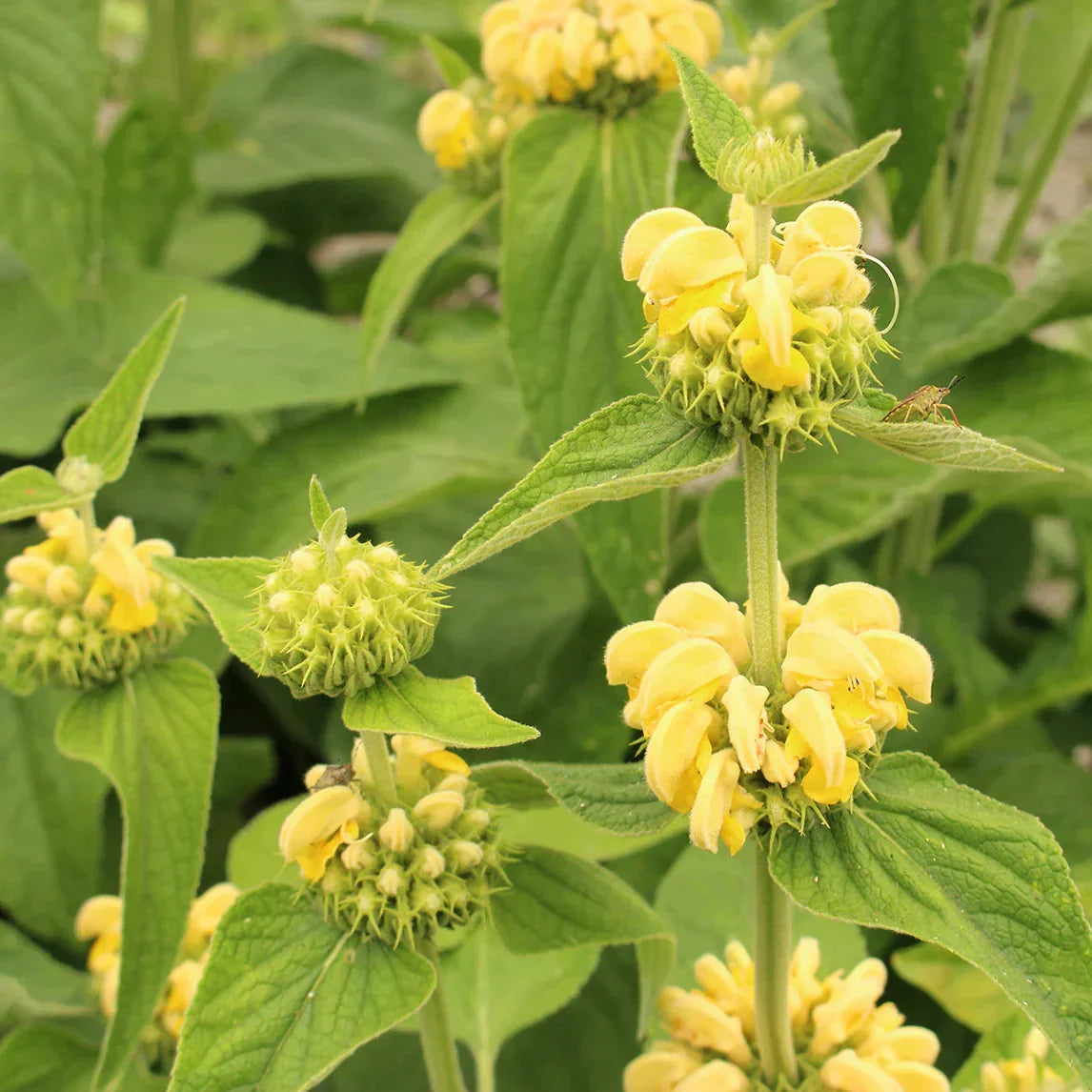 Jerusalem Sage Yellow Flower seeds for Planting - Drought Tolerant, Heirloom & GMO Free Seeds for Home Garden