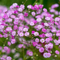 Pink Gypsophila Flower seeds for Planting Premium Quality, Heirloom & GMO Free Seeds for Home Garden seeds for planting