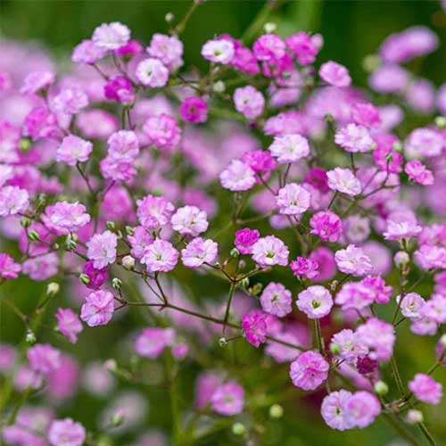 Pink Gypsophila Flower seeds for Planting Premium Quality, Heirloom & GMO Free Seeds for Home Garden seeds for planting