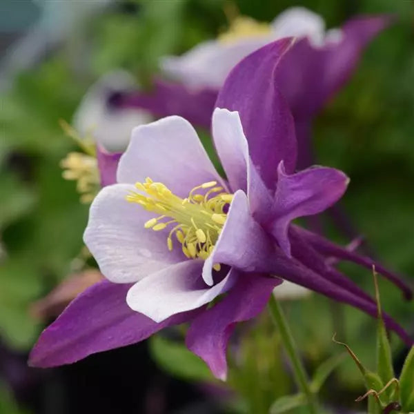 Purple White Aquilegia Flower seeds for Planting Easy to Grow, Heirloom & GMO Free Seeds for Home Garden seeds for planting