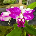 Cattleya Flower seeds for Planting Low Maintenance, Heirloom & GMO Free Seeds for Home Garden seeds for planting