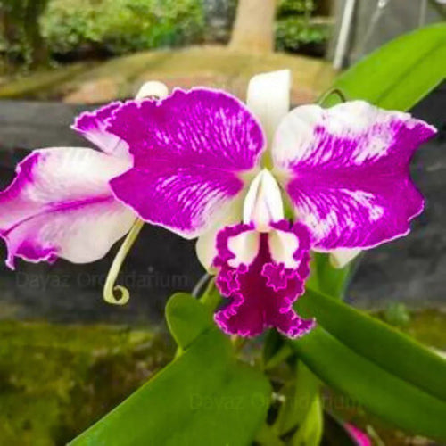 Cattleya Flower seeds for Planting Low Maintenance, Heirloom & GMO Free Seeds for Home Garden seeds for planting