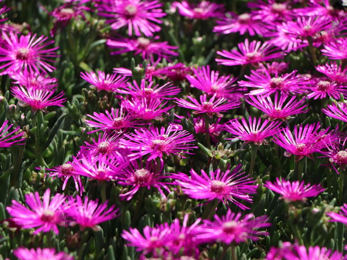 Mittagsblume Flower seeds for Planting Fragrant Blossoms, Heirloom & GMO Free Seeds for Home Garden seeds for planting