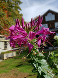 Purple Cleome Seeds Flower seeds for Planting Premium Quality, Heirloom & GMO Free Seeds for Home Garden seeds for planting