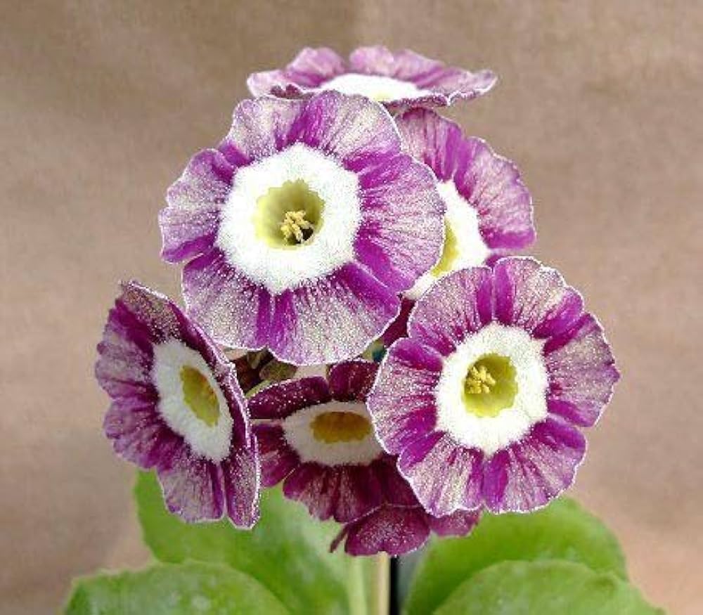 Violet Primula Flower seeds for Planting Long Bloom Season, Heirloom & GMO Free Seeds for Home Garden seeds for planting