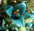 Green Blue Puya Flower seeds for Planting Bright Blooms, Heirloom & GMO Free Seeds for Home Garden seeds for planting