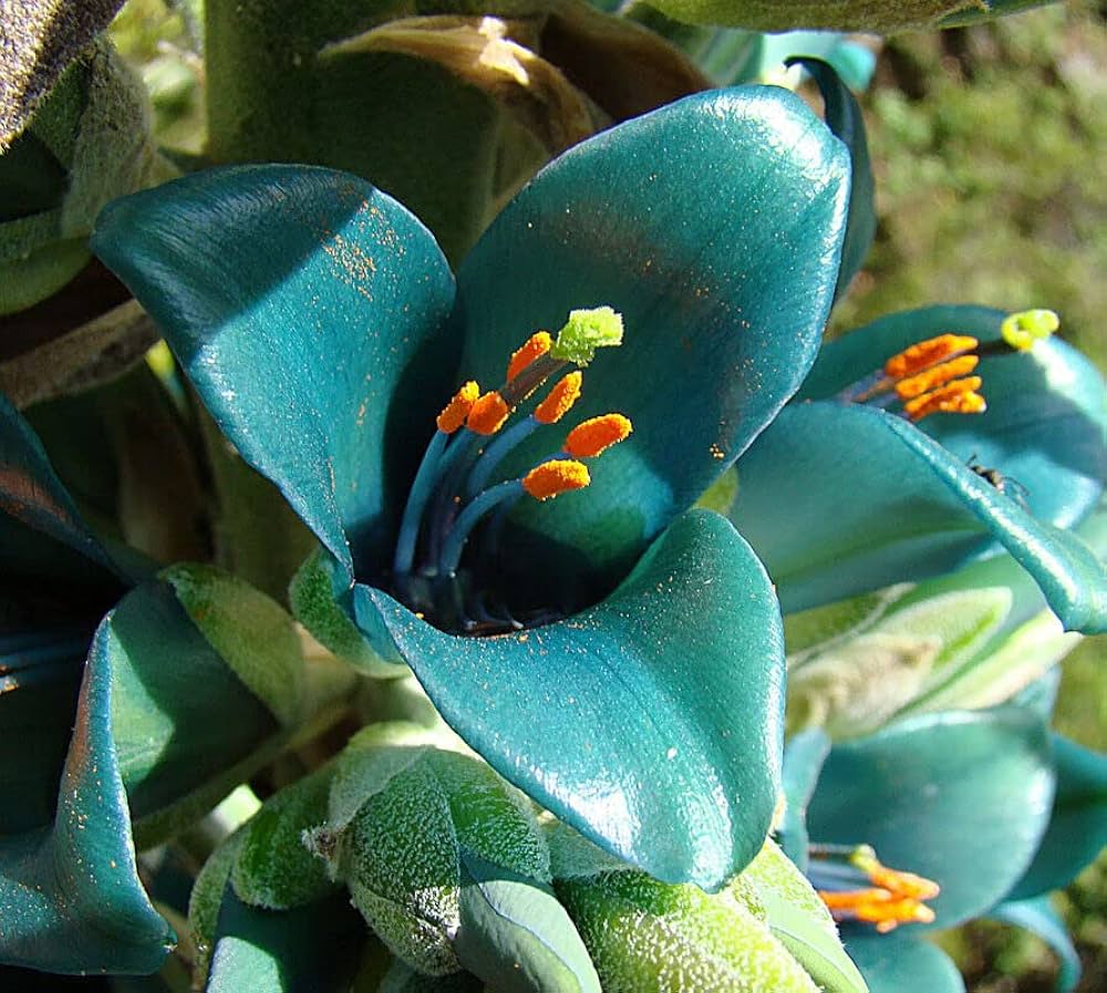 Green Blue Puya Flower seeds for Planting Bright Blooms, Heirloom & GMO Free Seeds for Home Garden seeds for planting