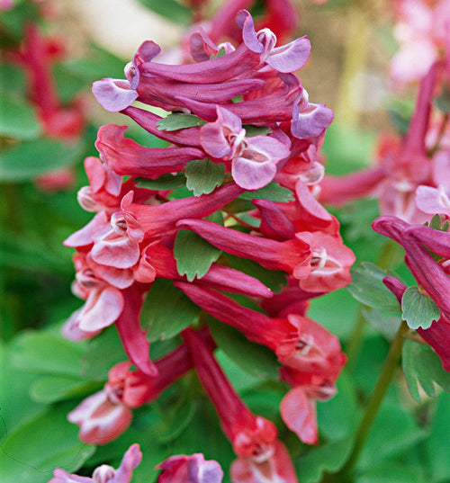 Corydalis Flower seeds for Planting Cut Flower Favorite, Heirloom & GMO Free Seeds for Home Garden seeds for planting