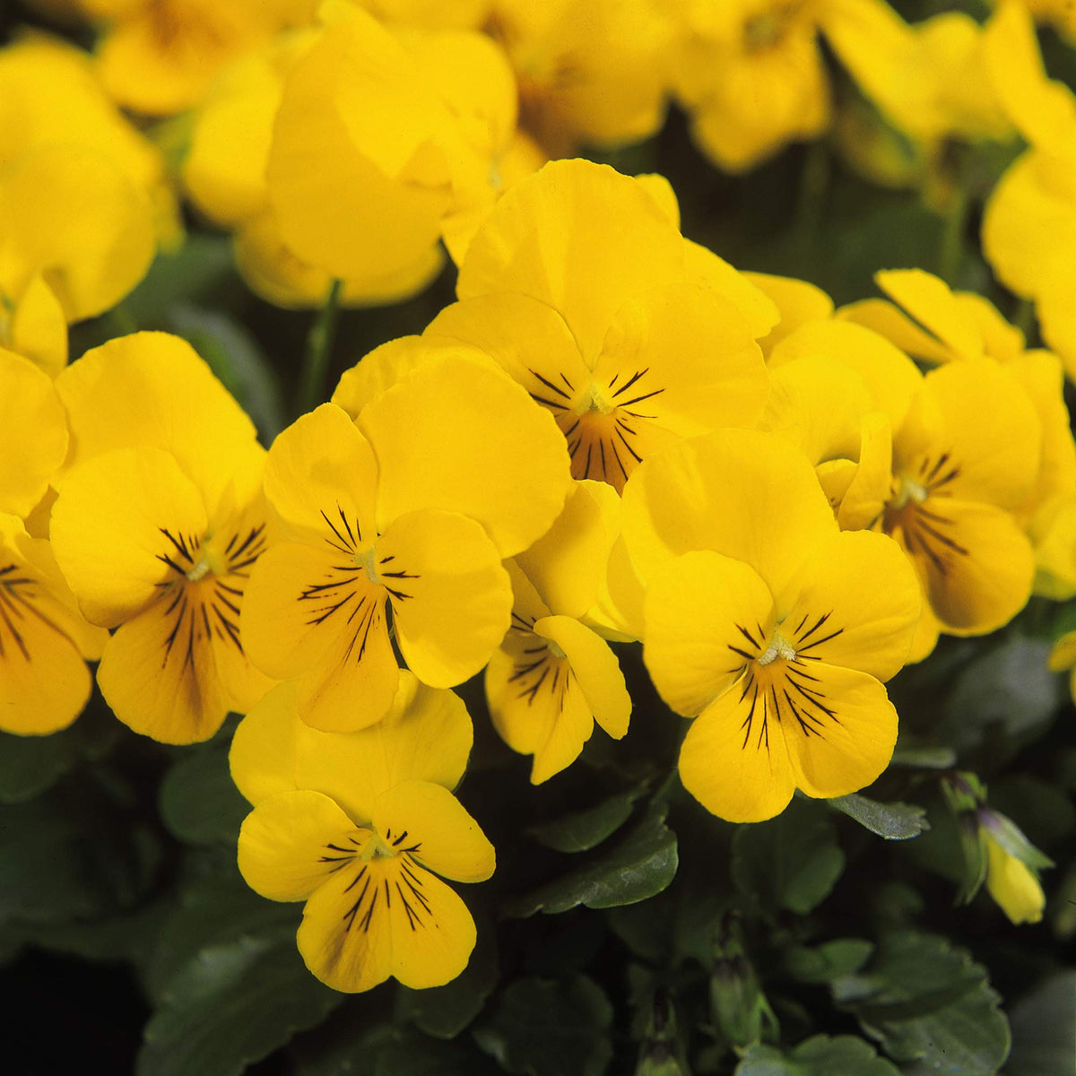 Yellow Viola Flower seeds for Planting Perfect for Borders, Heirloom & GMO Free Seeds for Home Garden seeds for planting