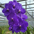 Violet Vanda Orchid Flower seeds for Planting Vibrant Colors, Heirloom & GMO Free Seeds for Home Garden seeds for planting
