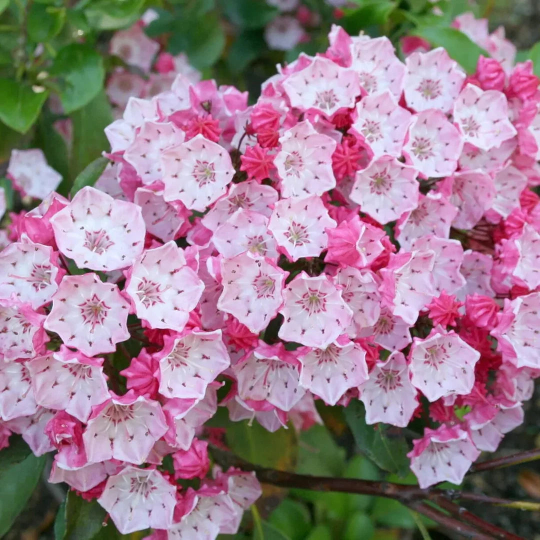Heirloom Laurel Flower seeds for Planting Perfect for Borders Heirloom & GMO Free Seeds for Home Garden