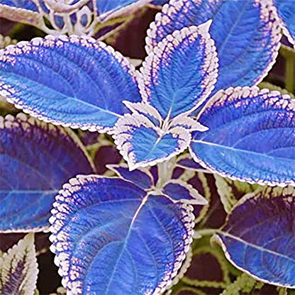 Blue (Blue White) seeds for planting in home garden
