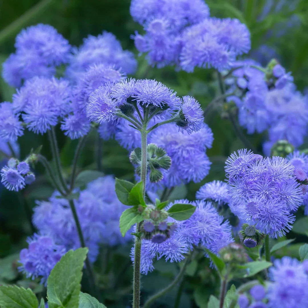 Heirloom Ageratum Flower seeds for Planting Perfect for Borders Heirloom & GMO Free Seeds for Home Garden