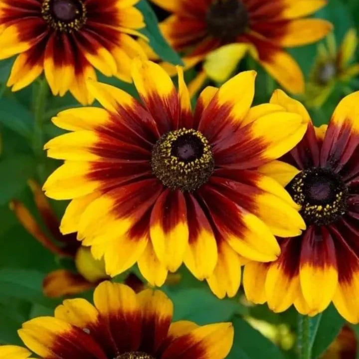 High quality Orange Rudbeckia Flower seeds for Planting Easy to Grow, Heirloom & GMO Free Seeds for Home Garden seeds pack