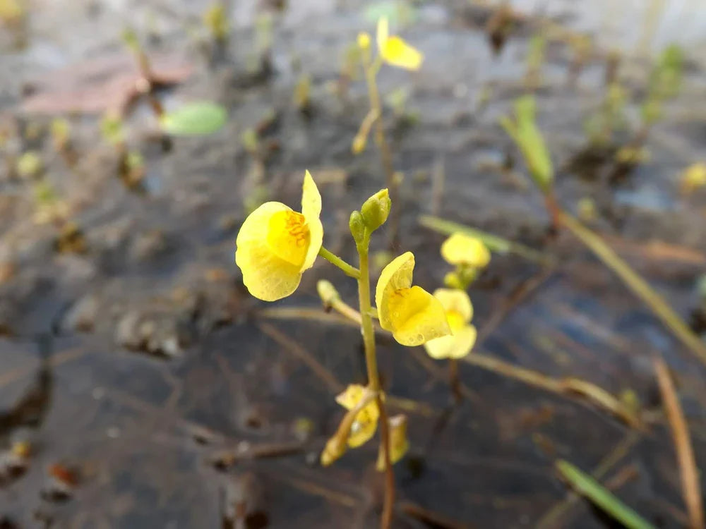 Yellow Utricularia Flower seeds for Planting Easy to Grow, Heirloom & GMO Free Seeds for Home Garden vegetable and garden seeds