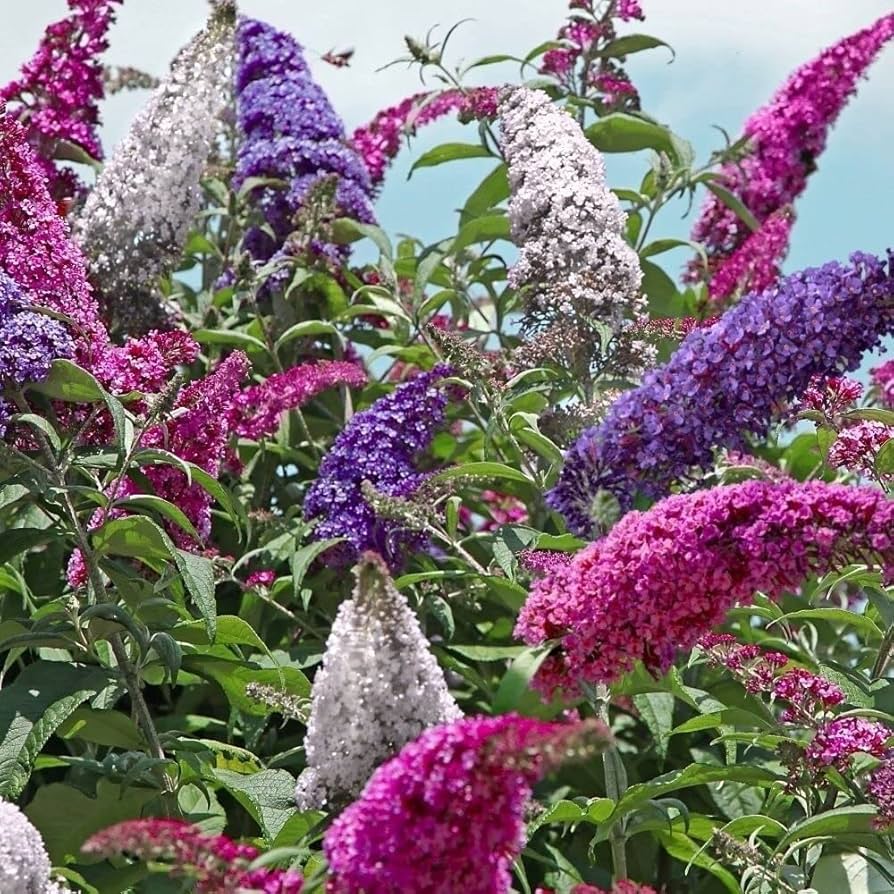Heirloom Buddleia Flower seeds for Planting Perfect for Borders Heirloom & GMO Free Seeds for Home Garden