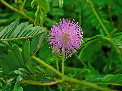 Heirloom Mimosa Pudica Flower seeds for Planting Perfect for Borders Heirloom & GMO Free Seeds for Home Garden