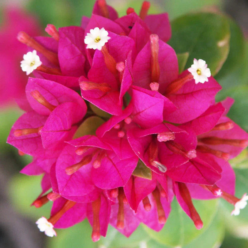 Bougainvillea Flower seeds for Planting Hardy Variety Heirloom & GMO Free Seeds for Home Garden