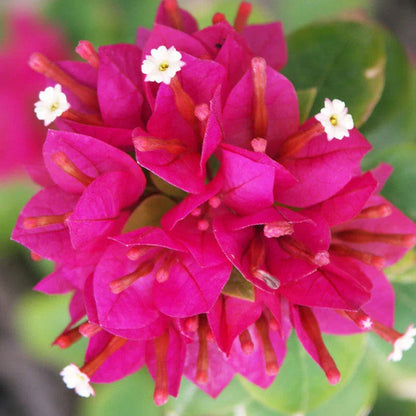 Bougainvillea Flower seeds for Planting Hardy Variety Heirloom & GMO Free Seeds for Home Garden