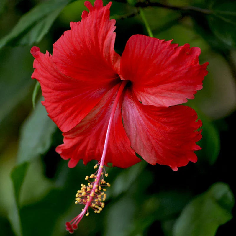 Hibiscus Flower seeds for Planting Seasonal Bloomer Heirloom & GMO Free Seeds for Home Garden