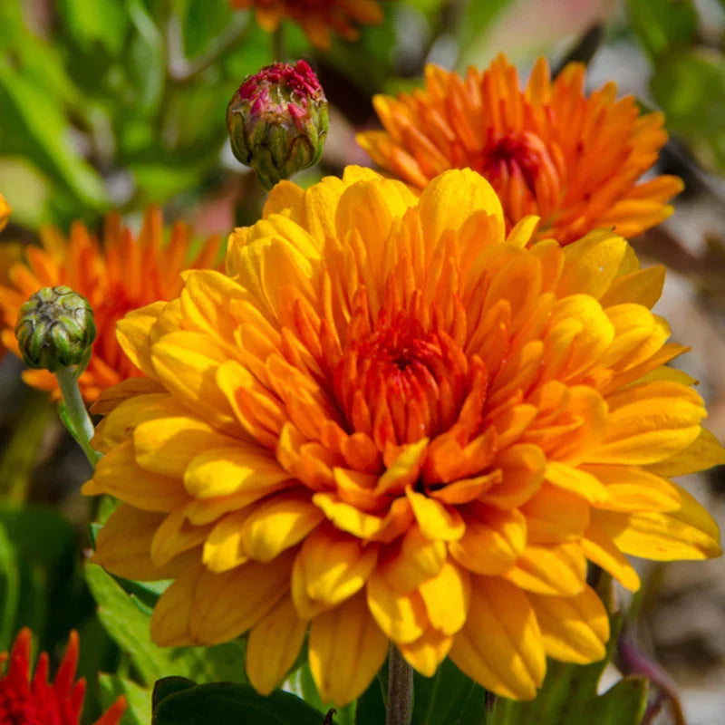 Premium Yellow & Orange Chrysanthemum Flower seeds for Planting Vibrant Colors, Heirloom & GMO Free Seeds for Home Garden seeds