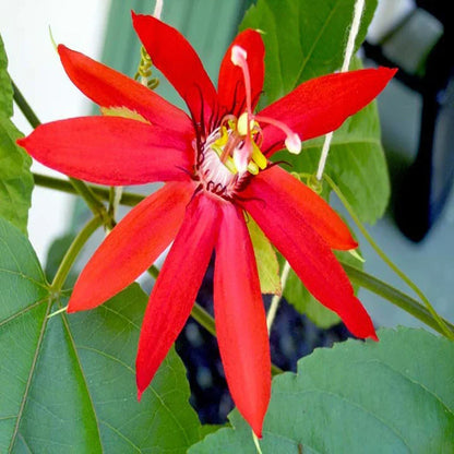 Passione Flower seeds for Planting Shade Tolerant Heirloom & GMO Free Seeds for Home Garden