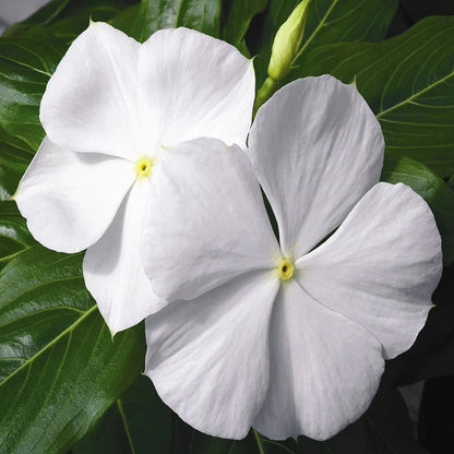 Madagascar Flower seeds for Planting Fragrant Blossoms Heirloom & GMO Free Seeds for Home Garden