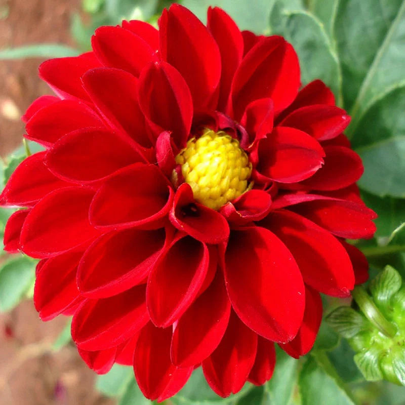 Dahlia Flower seeds for Planting Sun Loving Heirloom & GMO Free Seeds for Home Garden