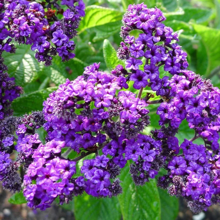 Heliotrope Flower seeds for Planting - Garden Favorite, Heirloom & GMO Free Seeds for Home Garden