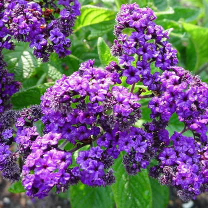 Heliotrope Flower seeds for Planting - Garden Favorite, Heirloom & GMO Free Seeds for Home Garden