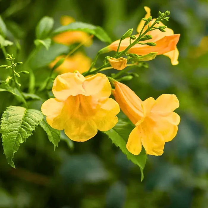 Premium Yellow Madia Flower seeds for Planting Shade Tolerant, Heirloom & GMO Free Seeds for Home Garden seeds