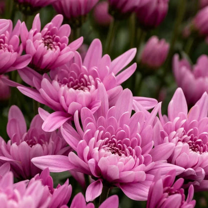 Baby Pink Chrysanthemum Flower seeds for Planting - Pollinator Friendly, Heirloom & GMO Free Seeds for Home Garden