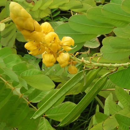 Senna Alata Flower seeds for Planting, Perfect for Borders Heirloom & GMO Free Seeds for Home Garden