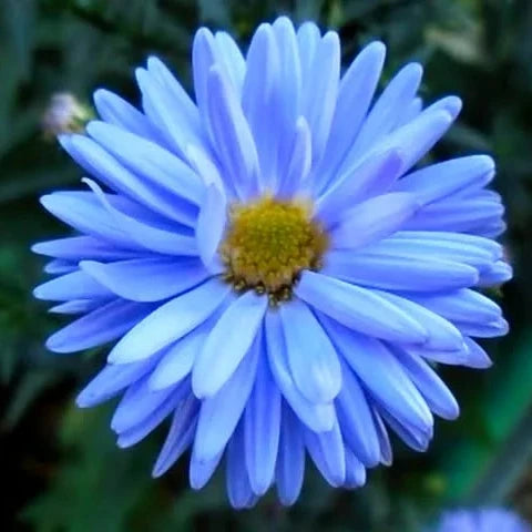 Aster Flower Seeds Planting Blue