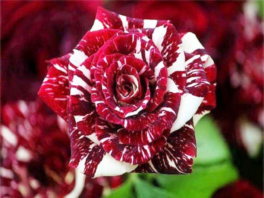 High quality Rare Deep Red and White Osiria Ruby Rose Flower seeds for Planting Shade Tolerant, Heirloom & GMO Free Seeds for Home Garden seeds pack