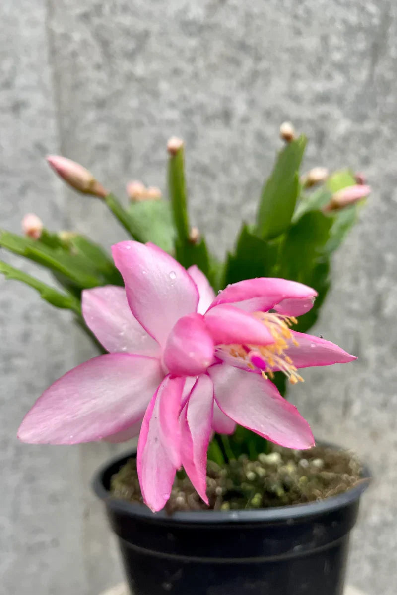 Schlumbergera Flower seeds for Planting Pollinator Friendly Heirloom & GMO Free Seeds for Home Garden
