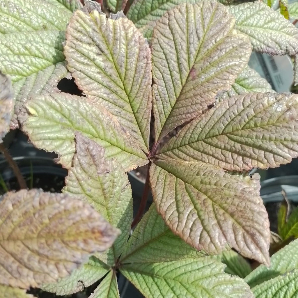 Brown Rodgersia Henrici Flower seeds for Planting Premium Quality, Heirloom & GMO Free Seeds for Home Garden vegetable and garden seeds