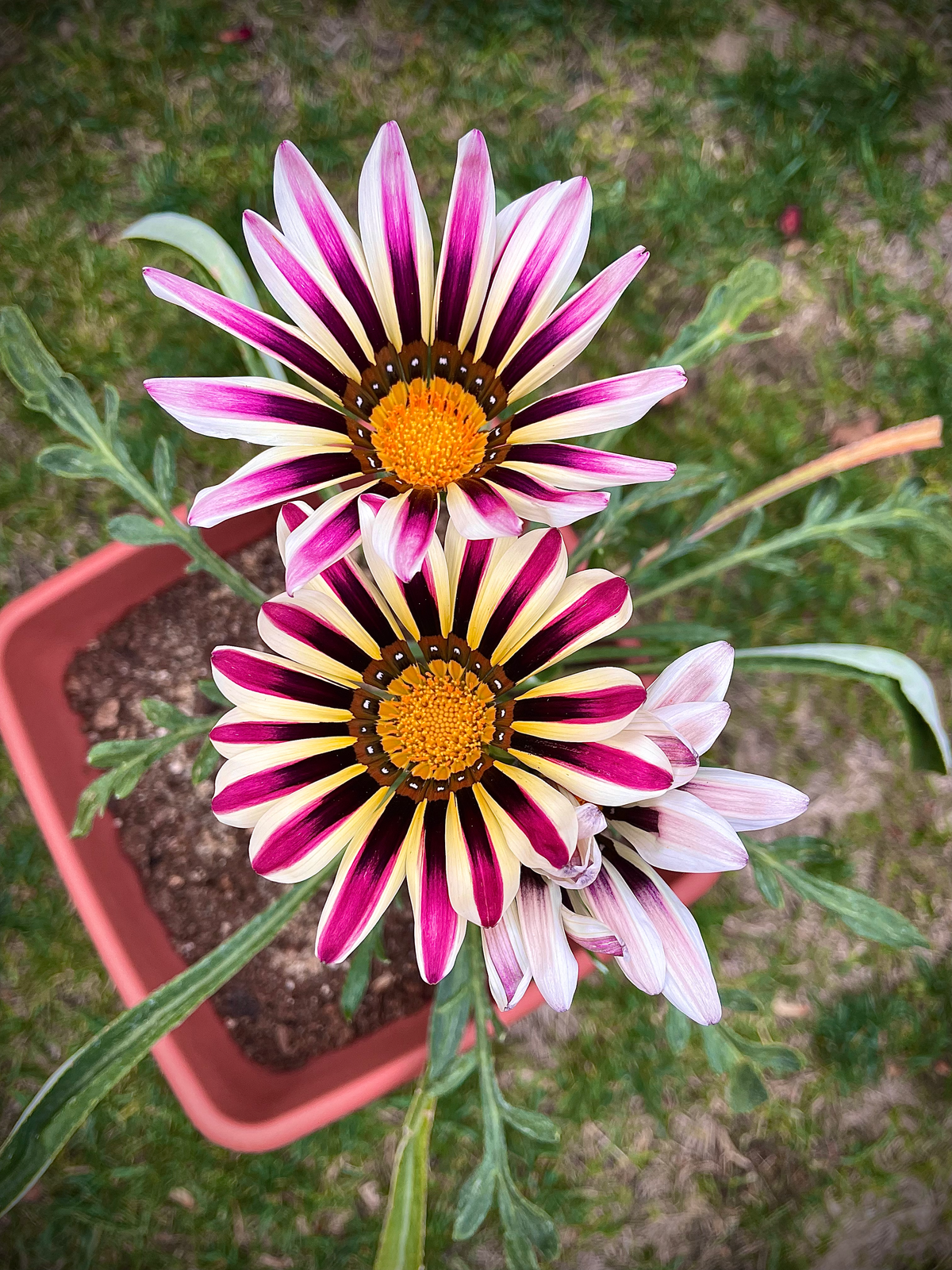 Gazania Flower seeds for Planting, Cut Flower Favorite Heirloom & GMO Free Seeds for Home Garden