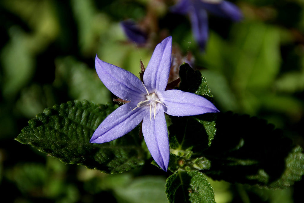 Premium Mandrake Flower seeds for Planting Drought Tolerant, Heirloom & GMO Free Seeds for Home Garden seeds