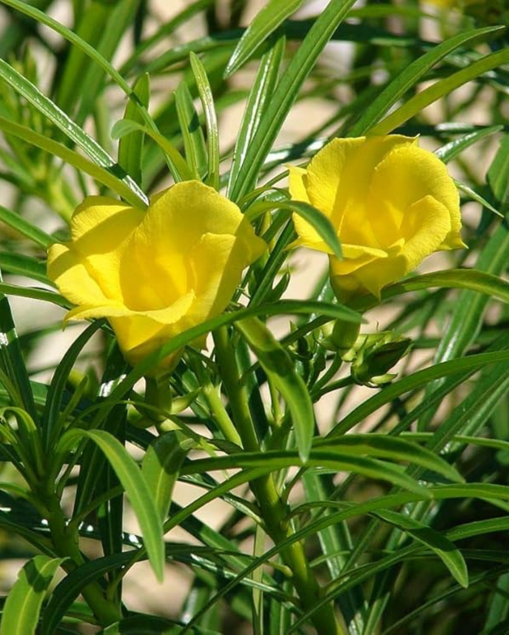 High quality Tarragon Flower seeds for Planting Cottage Garden Essential, Heirloom & GMO Free Seeds for Home Garden seeds pack