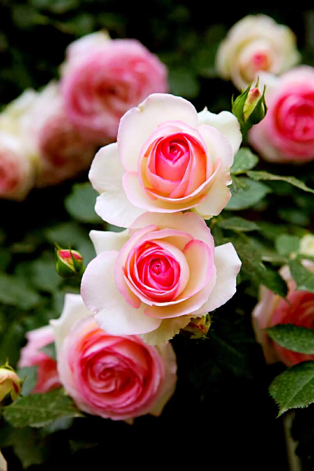 Premium Pink Lonza Gemstone Flower Seeds for Planting Heirloom, Non GMO, Sun Loving Garden Seeds seeds