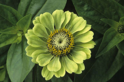 Envy Zinnia Flower seeds for Planting Drought Tolerant Heirloom & GMO Free Seeds for Home Garden 
 
 Sale