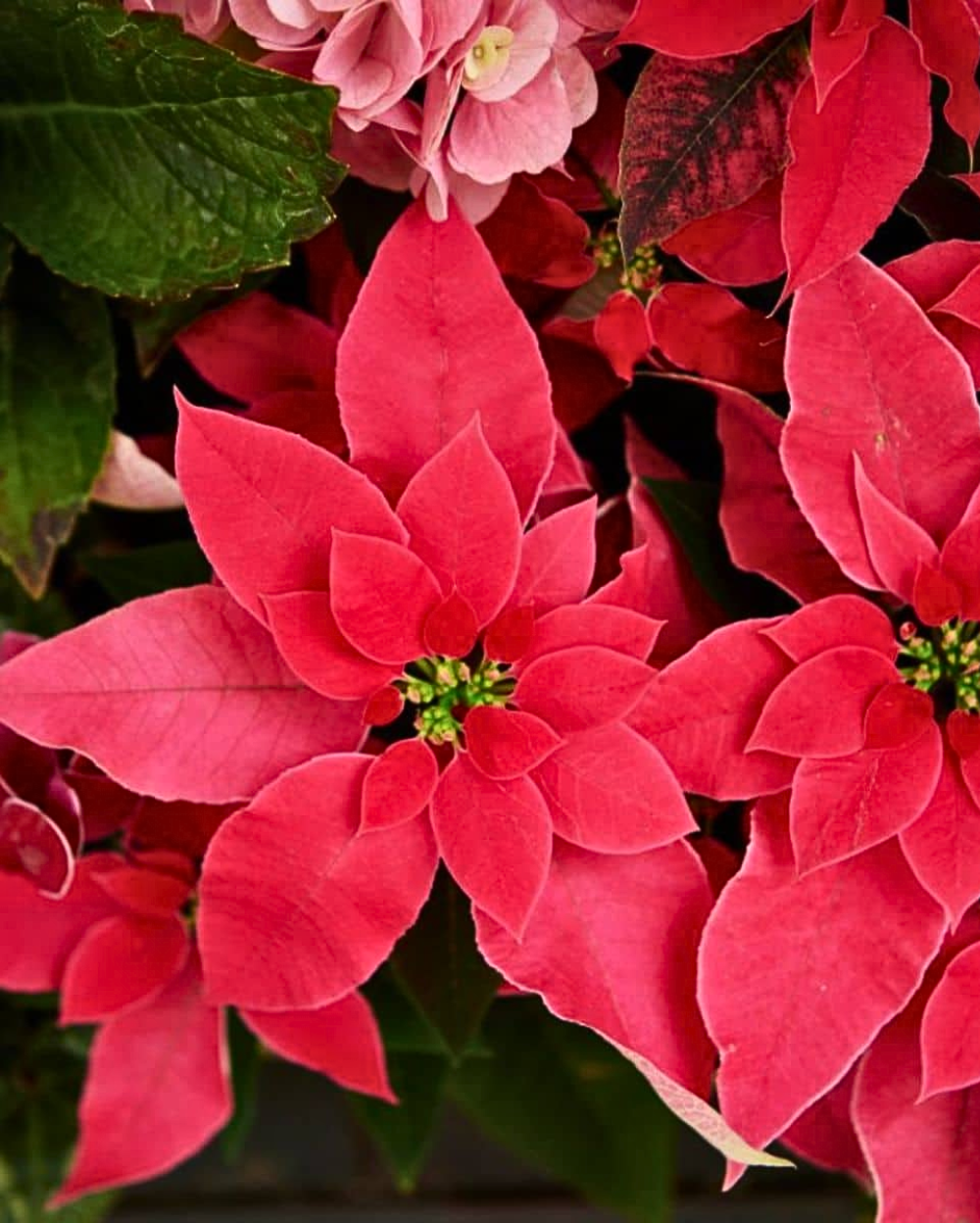 High quality Light Pink Euphorbia Pulcherrima Flower seeds for Planting Pollinator Friendly, Heirloom & GMO Free Seeds for Home Garden seeds pack